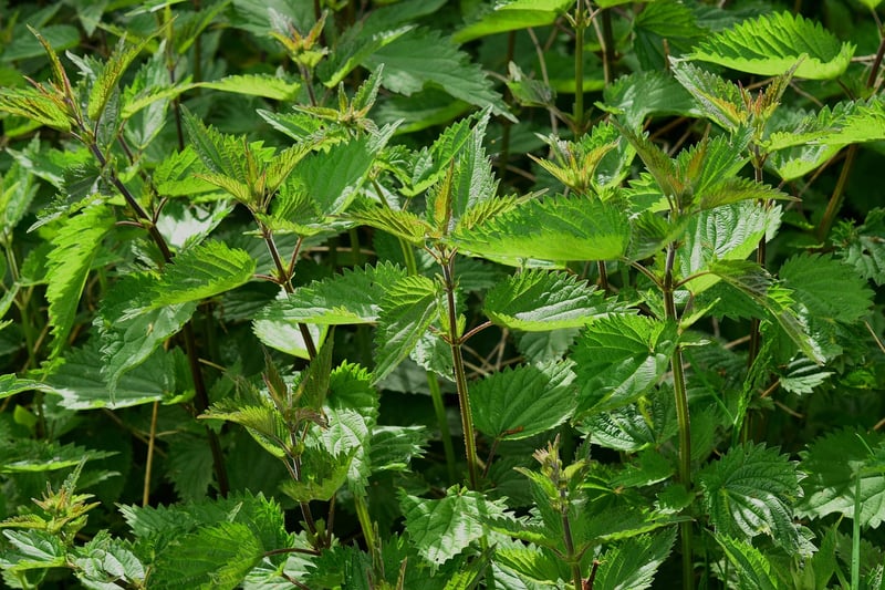 Herb Wall Inspiration